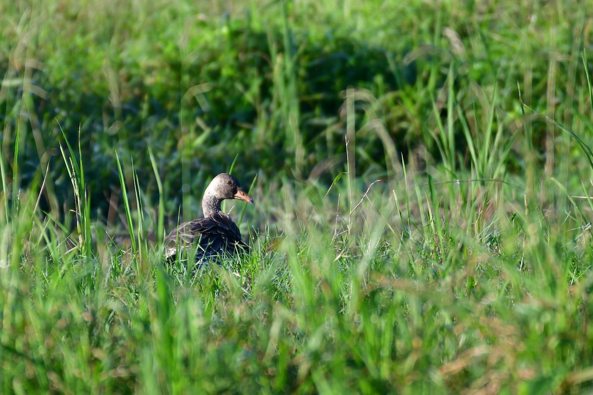 Greater White-fronted Goose - ML647556917
