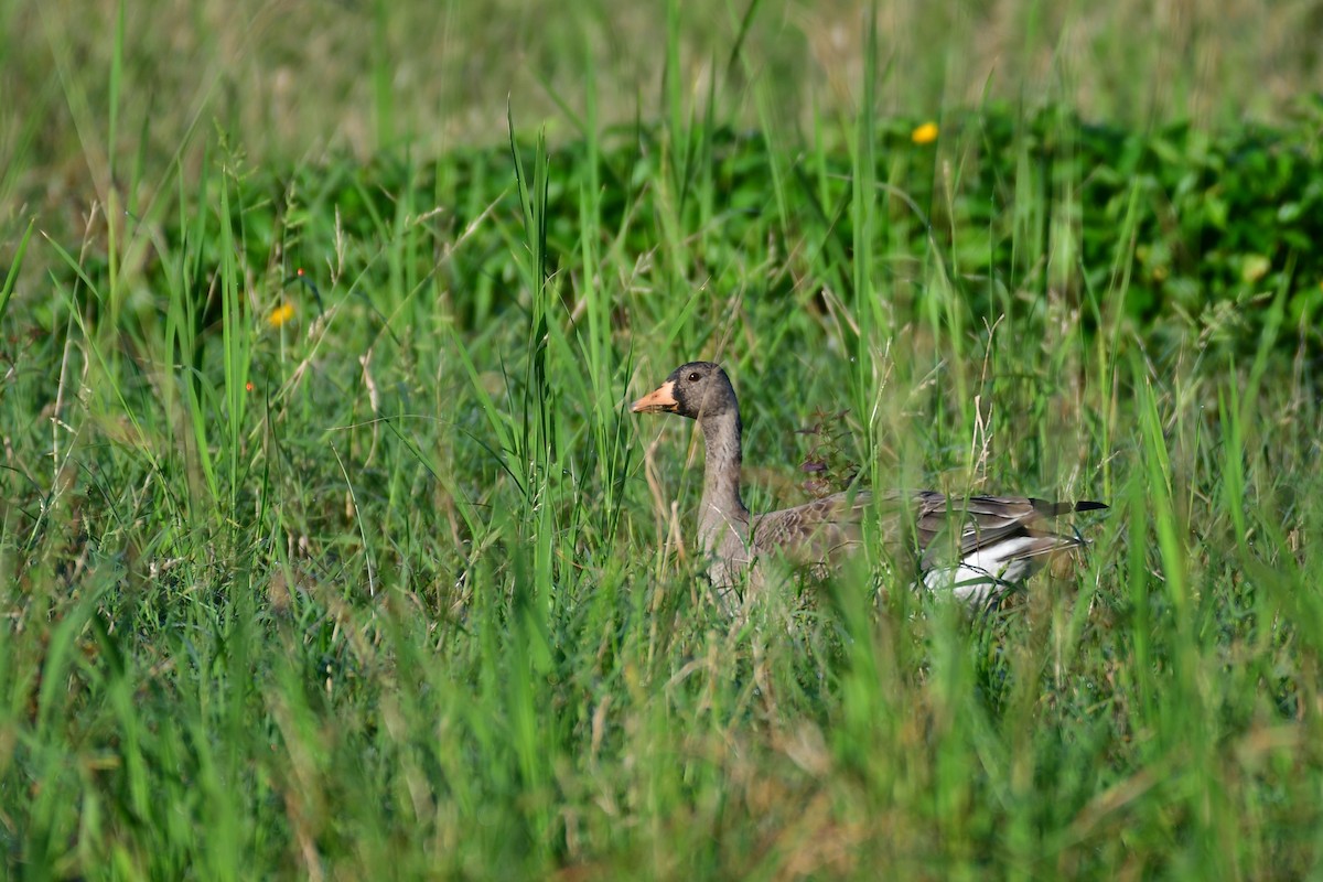 Greater White-fronted Goose - ML647556918
