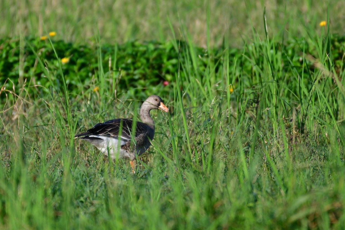 Greater White-fronted Goose - ML647556919