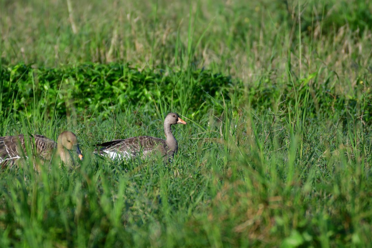 Greater White-fronted Goose - ML647556920