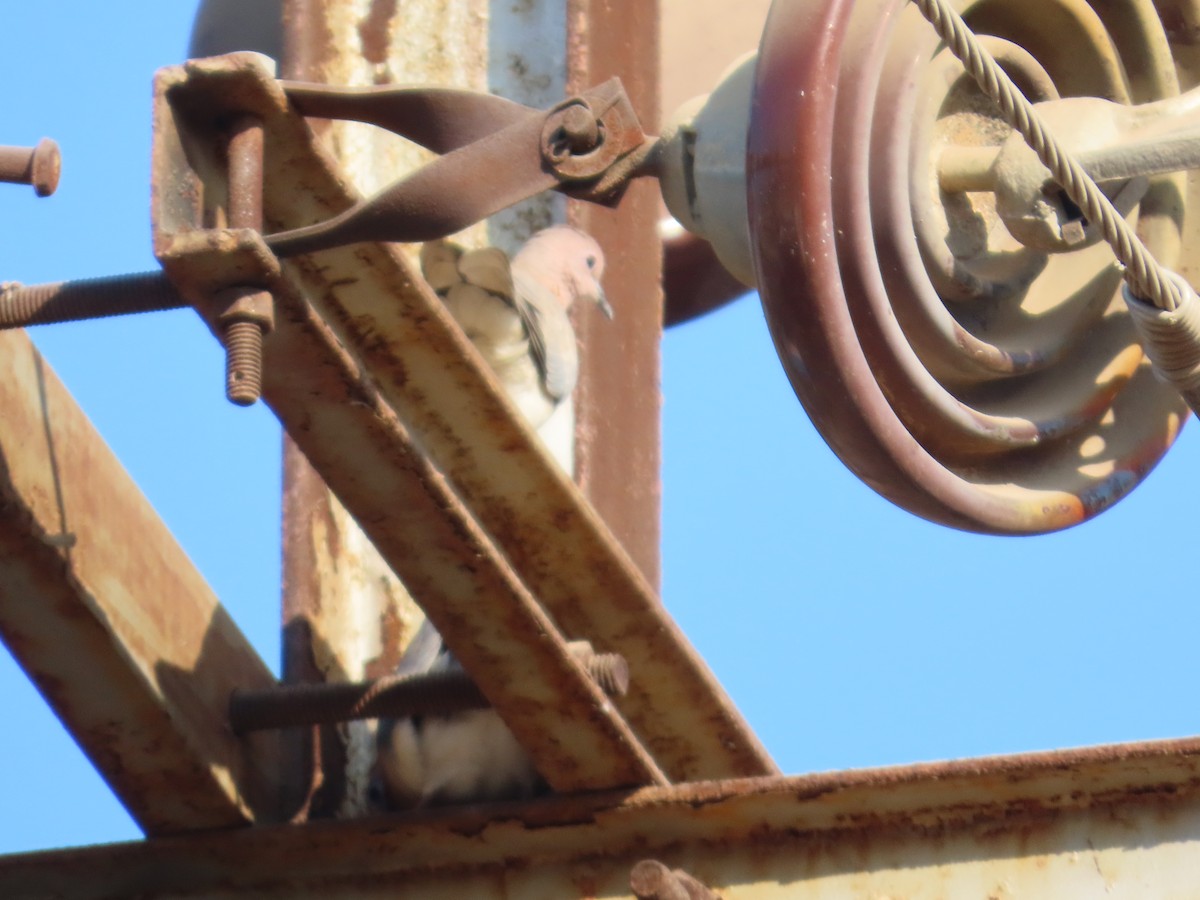 Laughing Dove - ML647556921