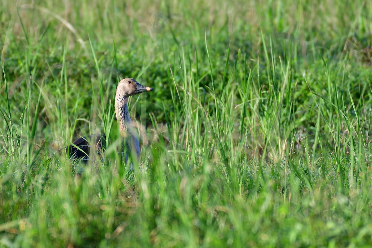Taiga Bean-Goose - ML647556922
