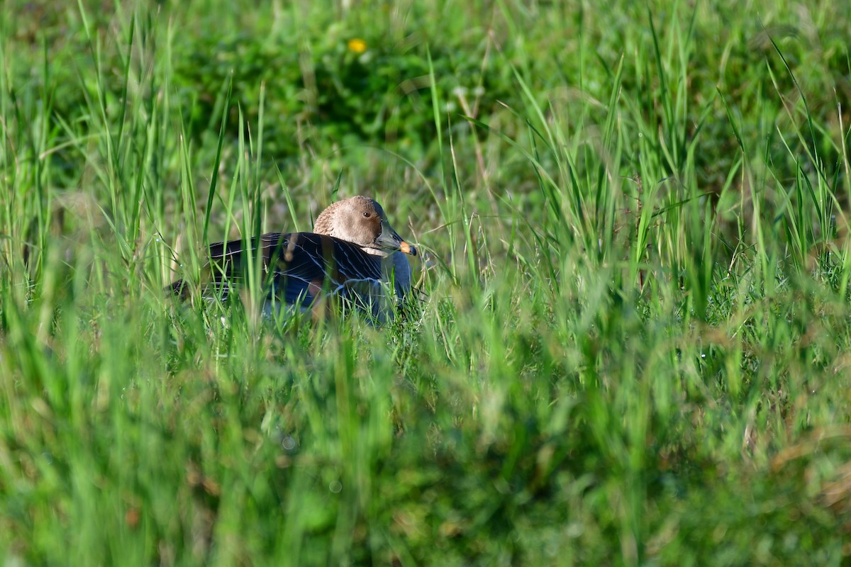 Taiga Bean-Goose - ML647556923