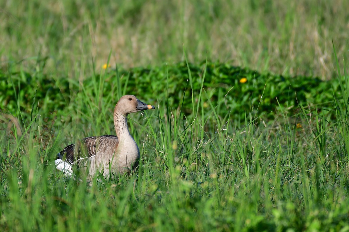 Taiga Bean-Goose - ML647556924
