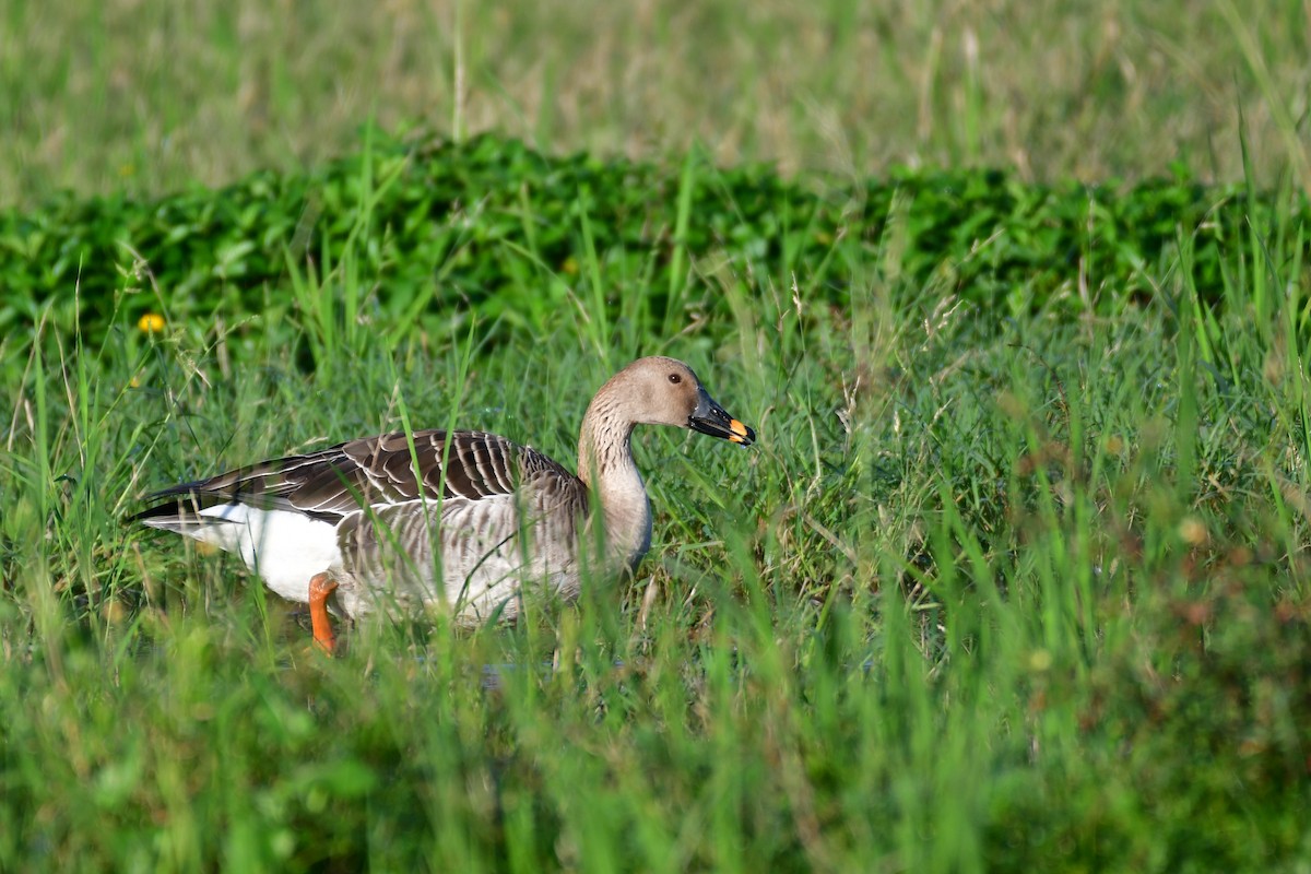 Taiga Bean-Goose - ML647556925