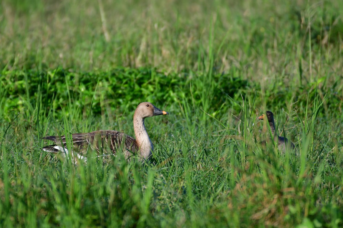Taiga Bean-Goose - ML647556926