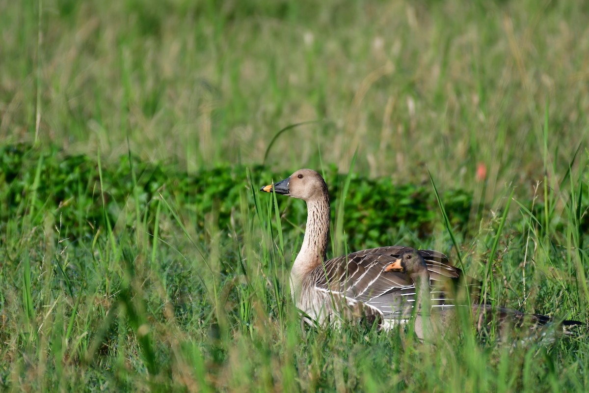 Taiga Bean-Goose - ML647556927