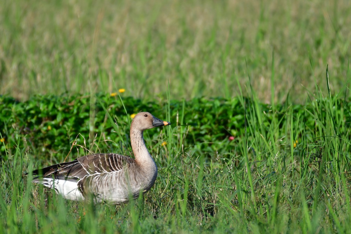 Taiga Bean-Goose - ML647556928