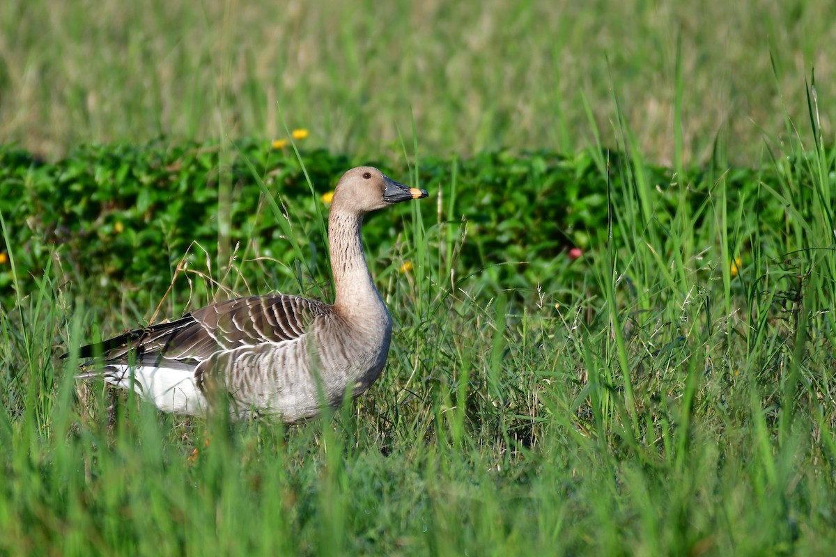 Taiga Bean-Goose - ML647556929