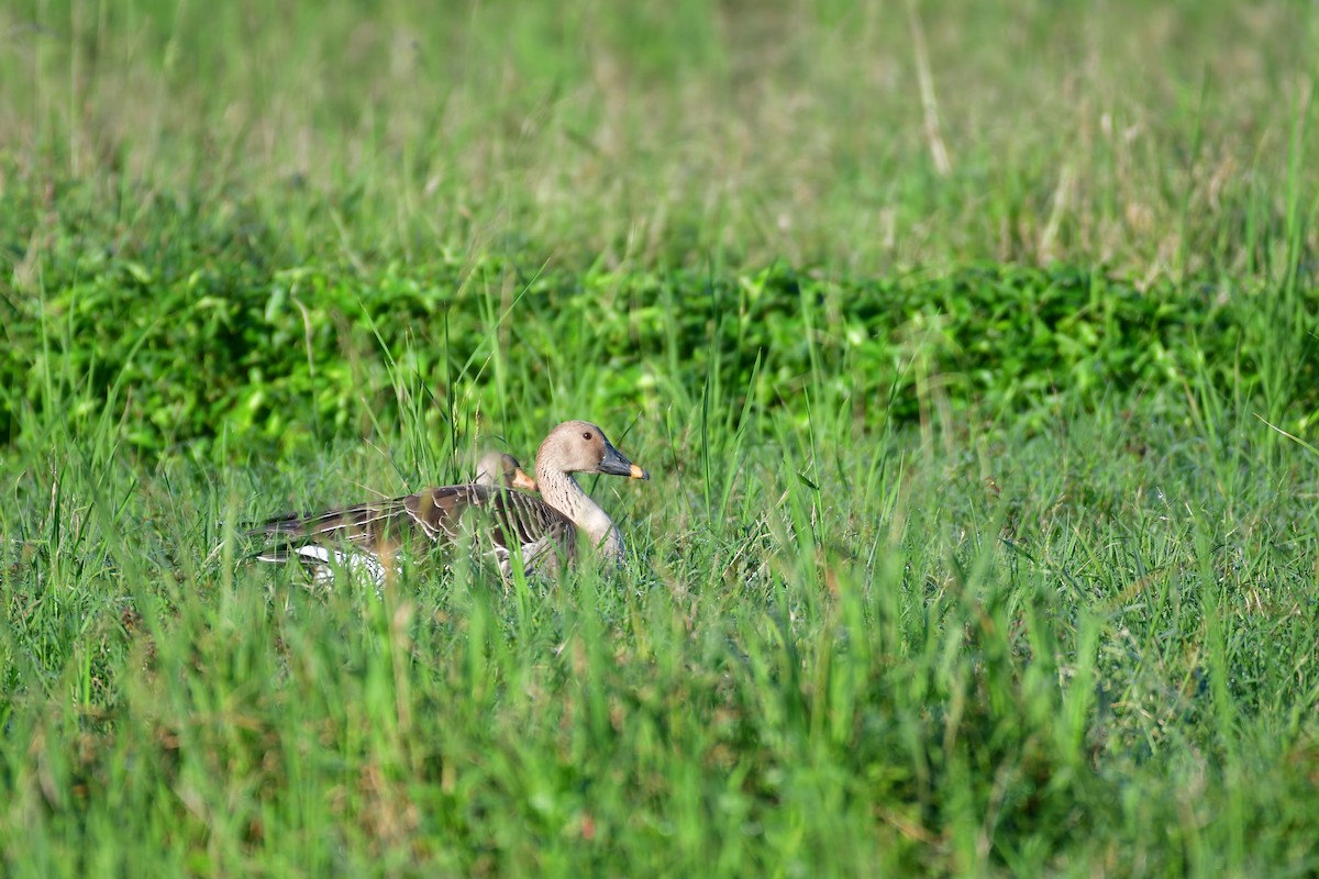 Taiga Bean-Goose - ML647556930