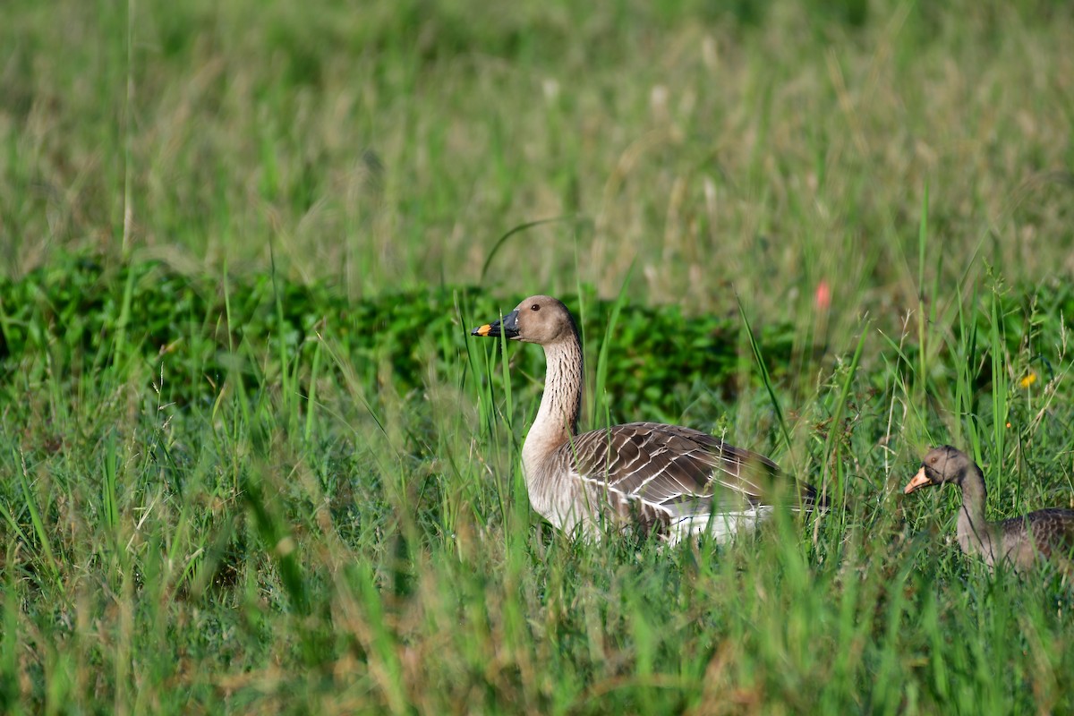 Taiga Bean-Goose - ML647556931
