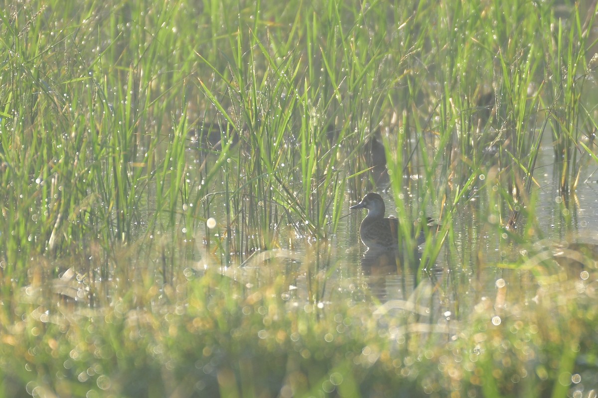 Baikal Teal - ML647556933