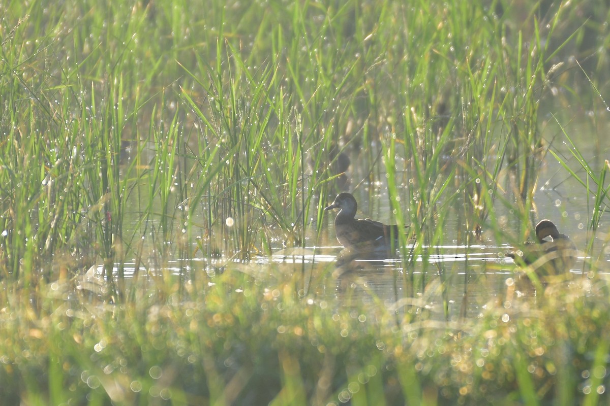 Baikal Teal - ML647556934