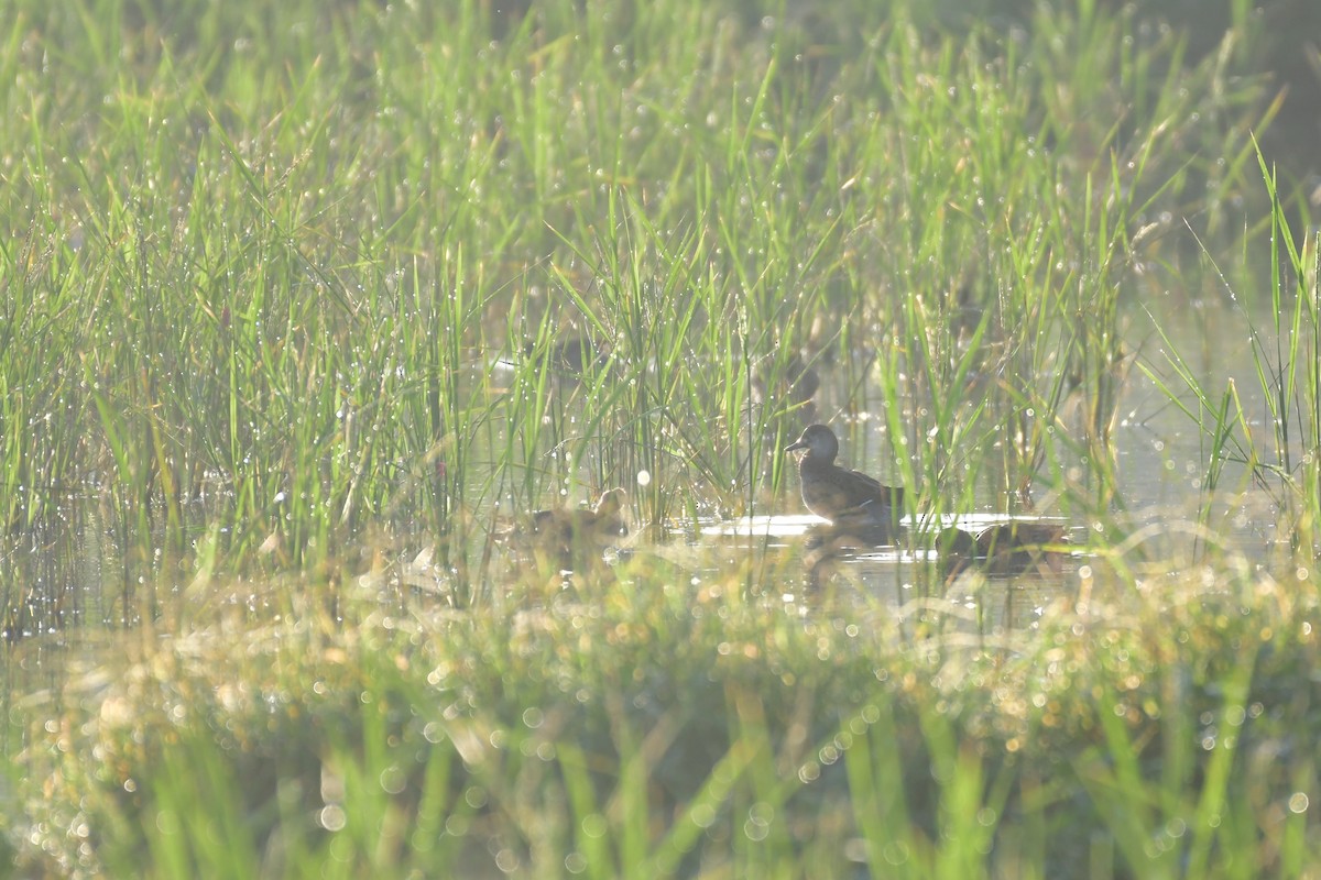 Baikal Teal - ML647556935