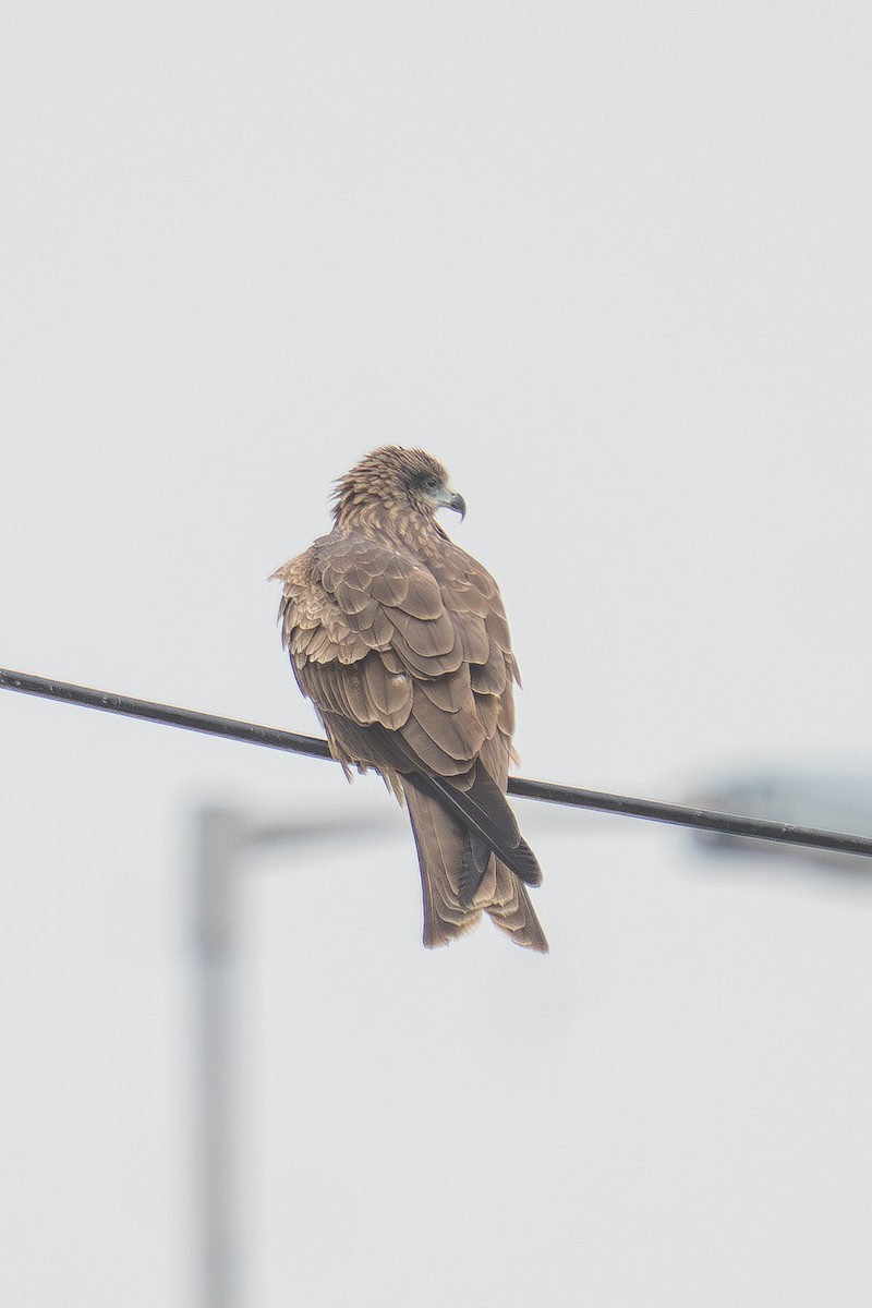 Black Kite - ML647556937