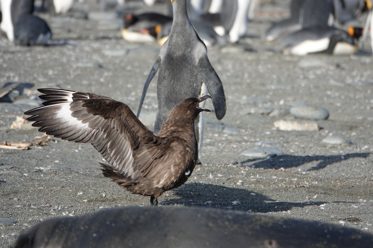 Brown Skua - ML647556938