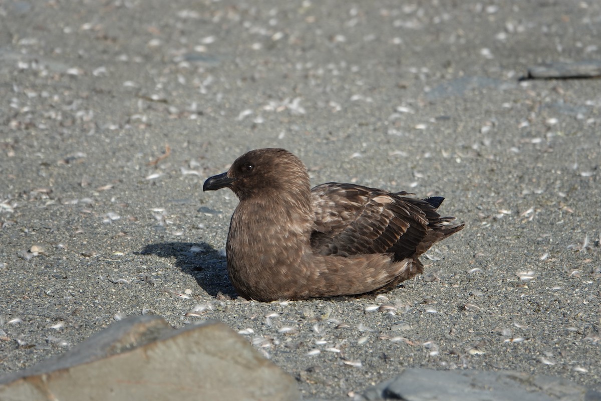 Brown Skua - ML647556941