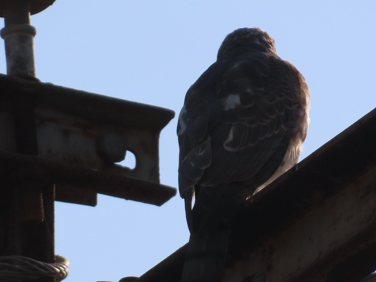 Shikra - ML647556942