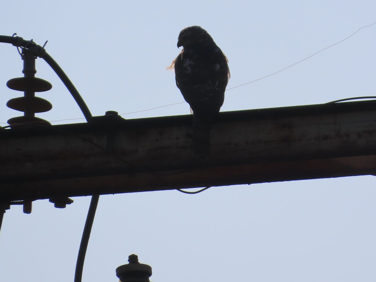 Shikra - ML647556943