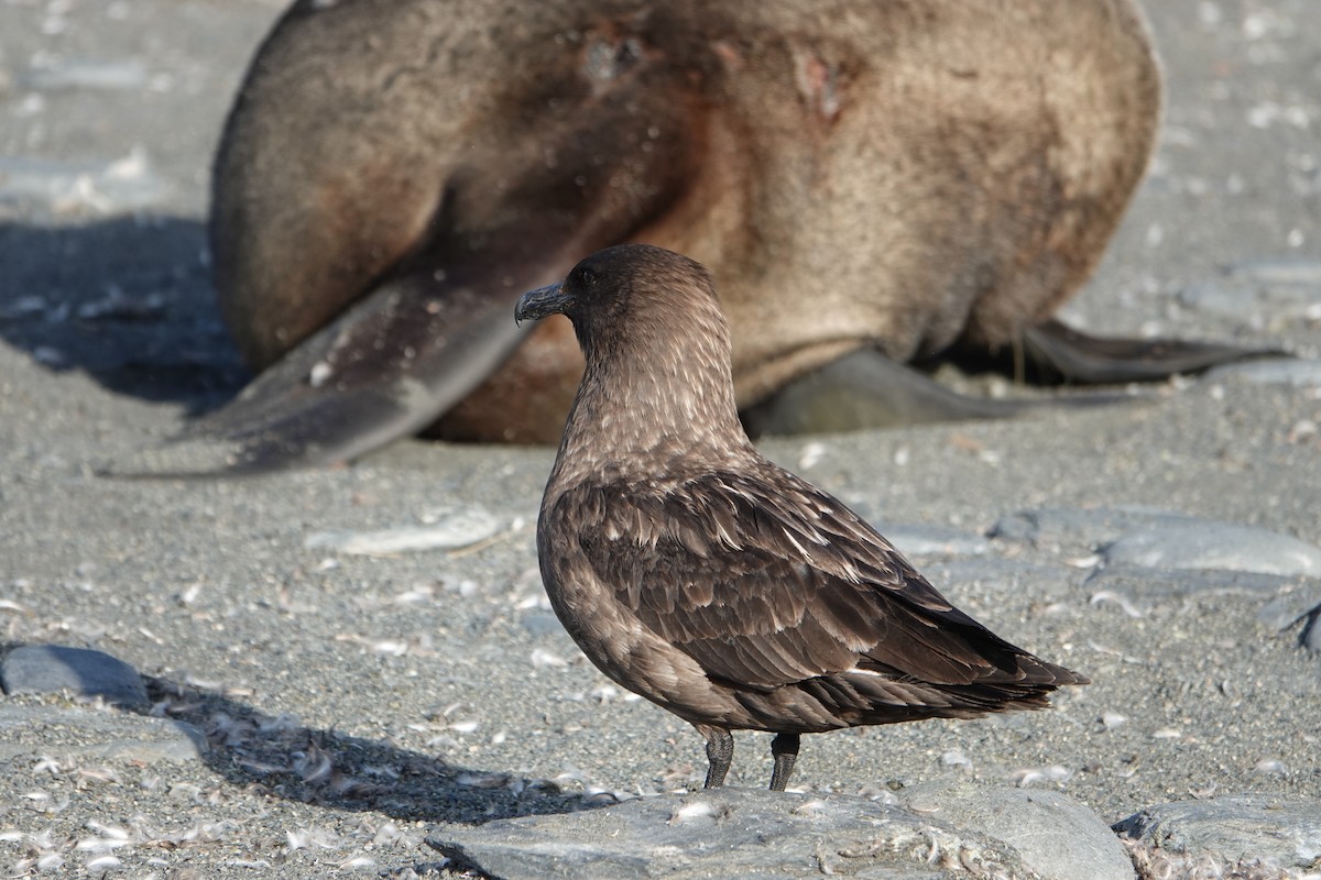 Brown Skua - ML647556944