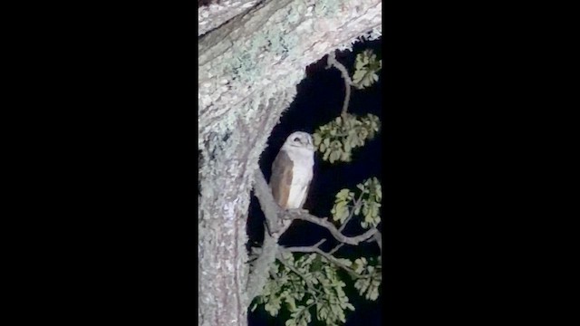 Eastern Barn Owl - ML647556954