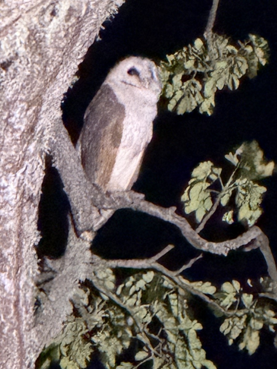 メンフクロウ - ML647556955