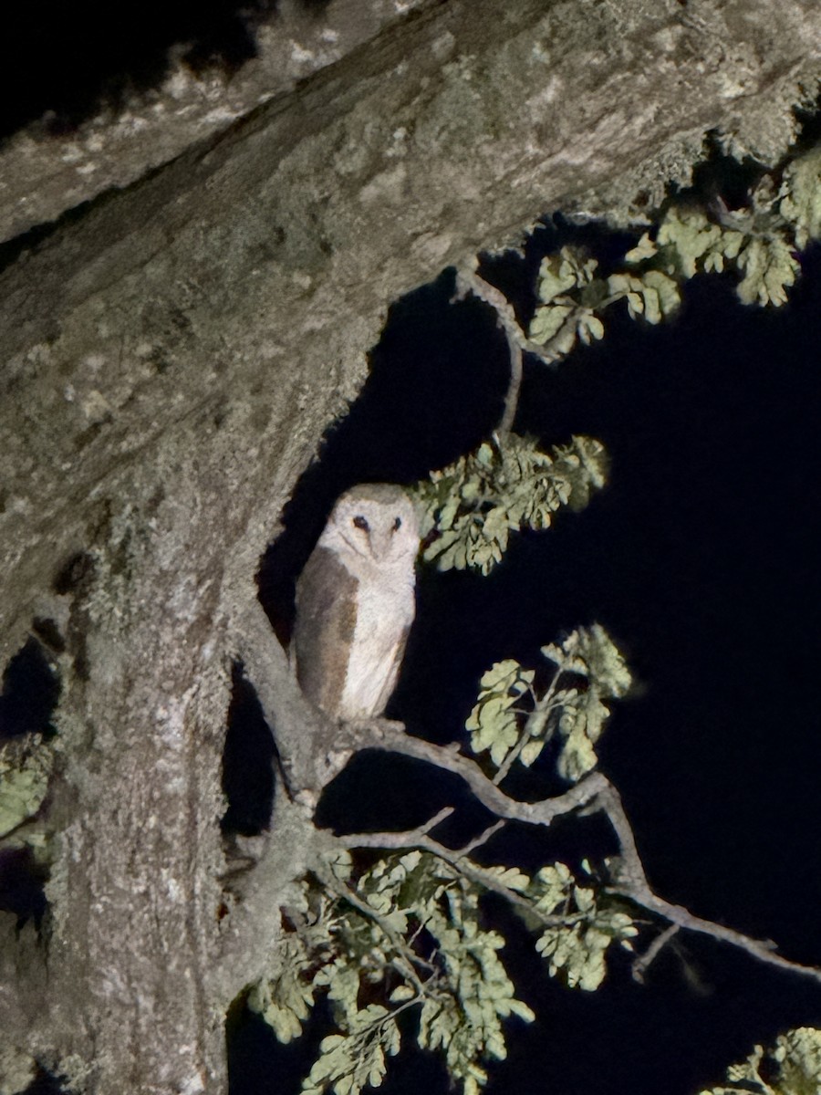 メンフクロウ - ML647556958