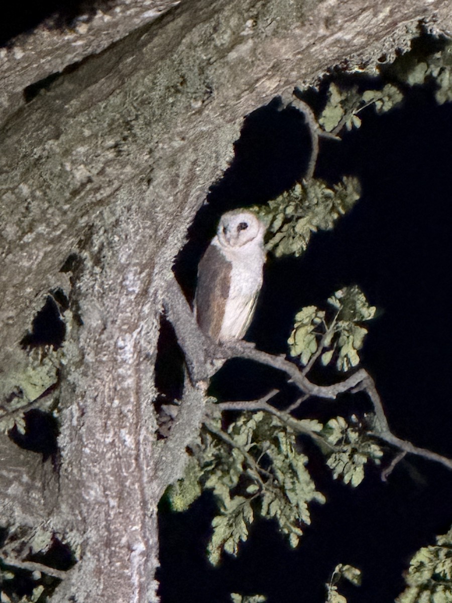 メンフクロウ - ML647556960