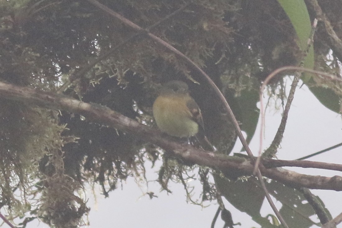 Handsome Flycatcher - ML647556974