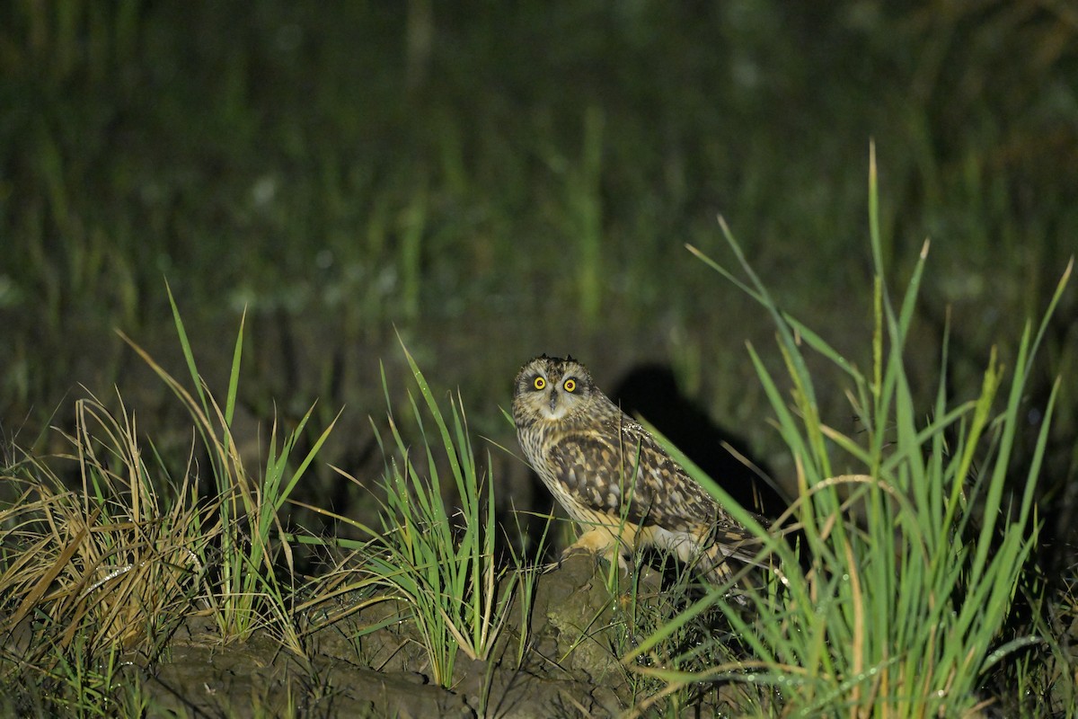 Zingira-hontza - ML647556977