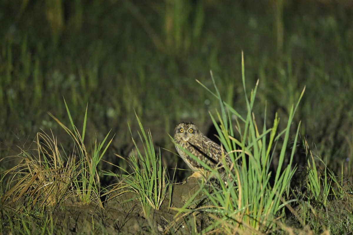 Zingira-hontza - ML647556978