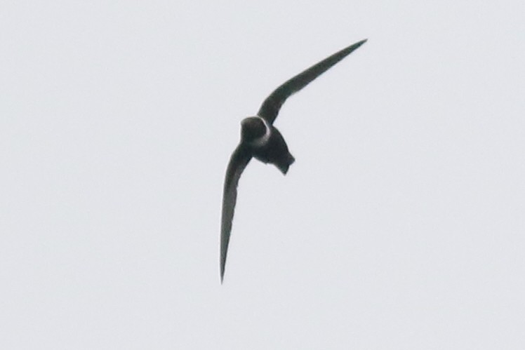 halsbåndseiler - ML647556981