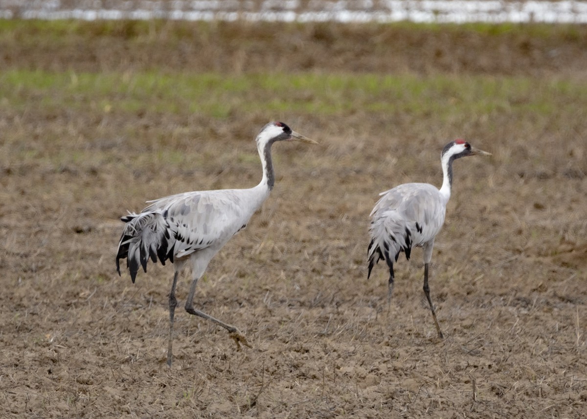 クロヅル - ML647557006