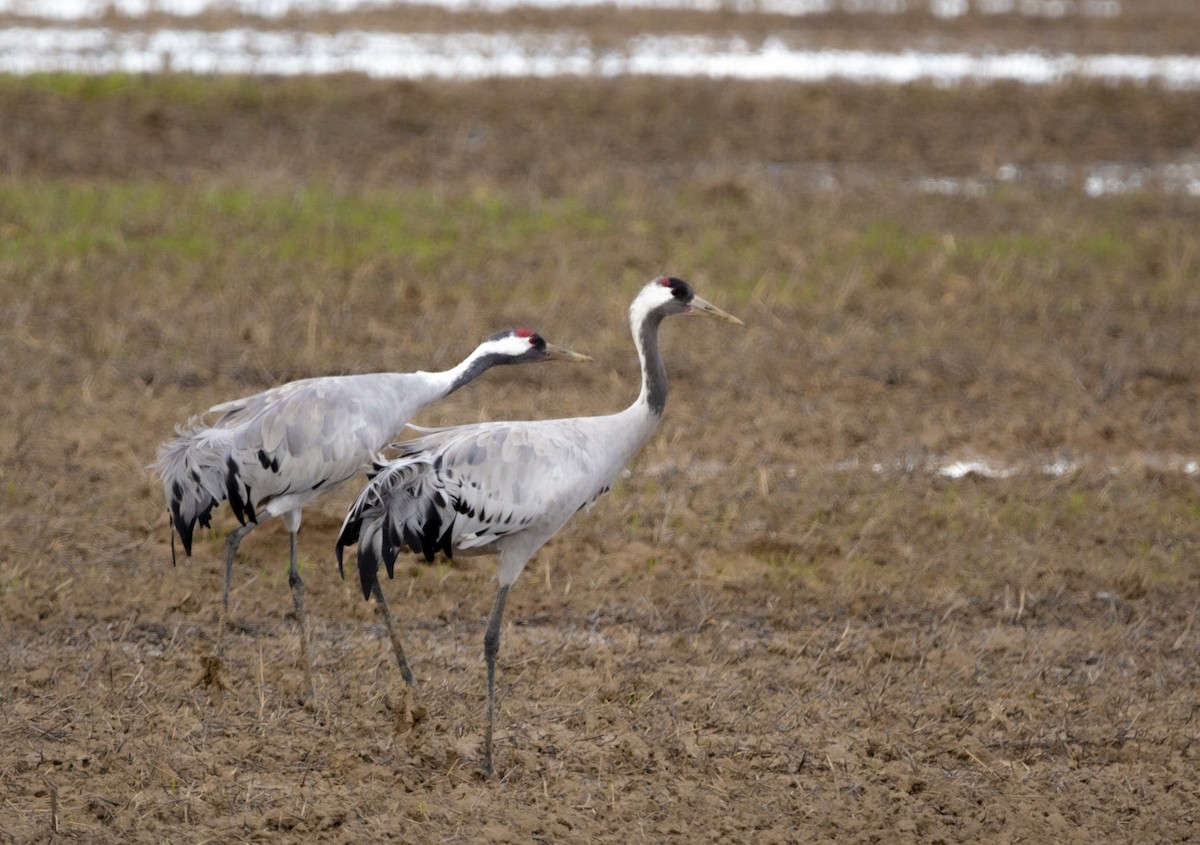 クロヅル - ML647557007