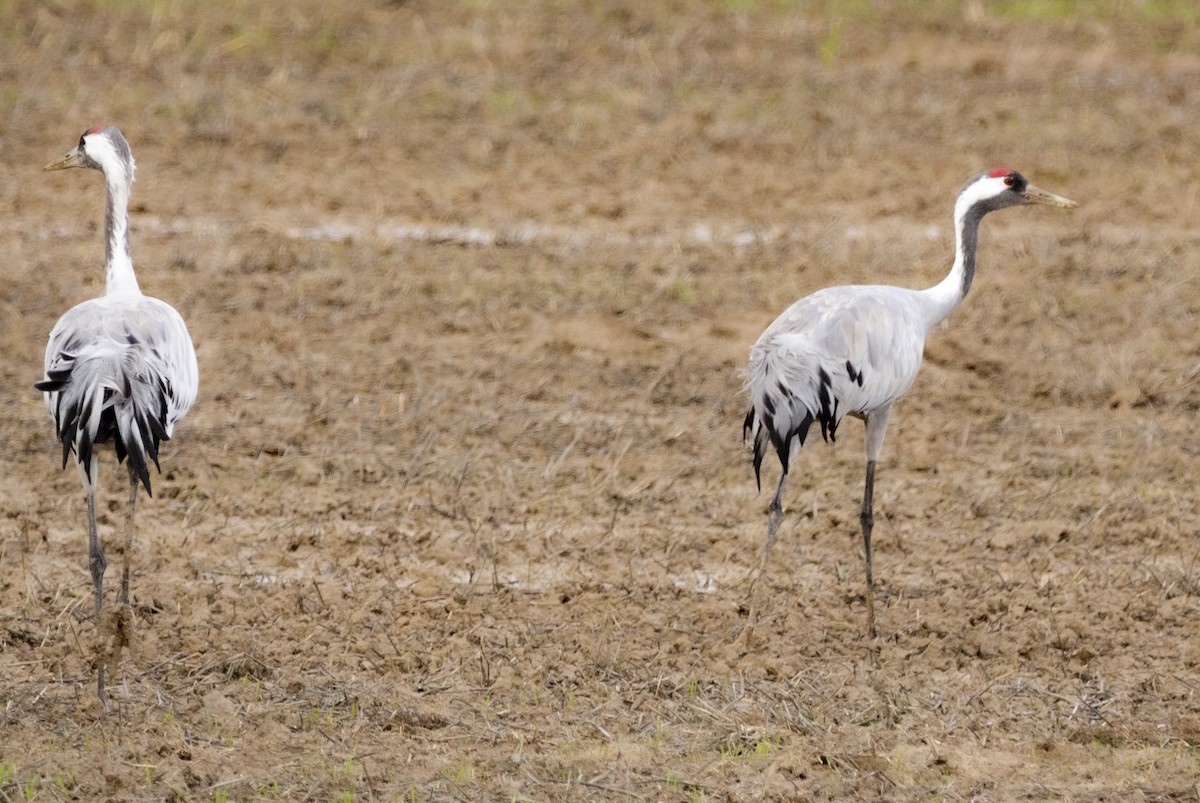 クロヅル - ML647557008