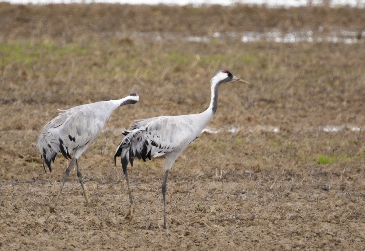 クロヅル - ML647557009