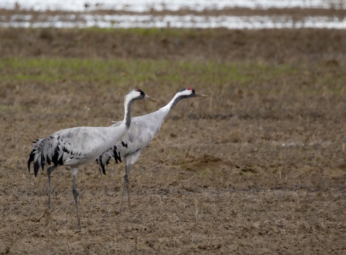 クロヅル - ML647557011