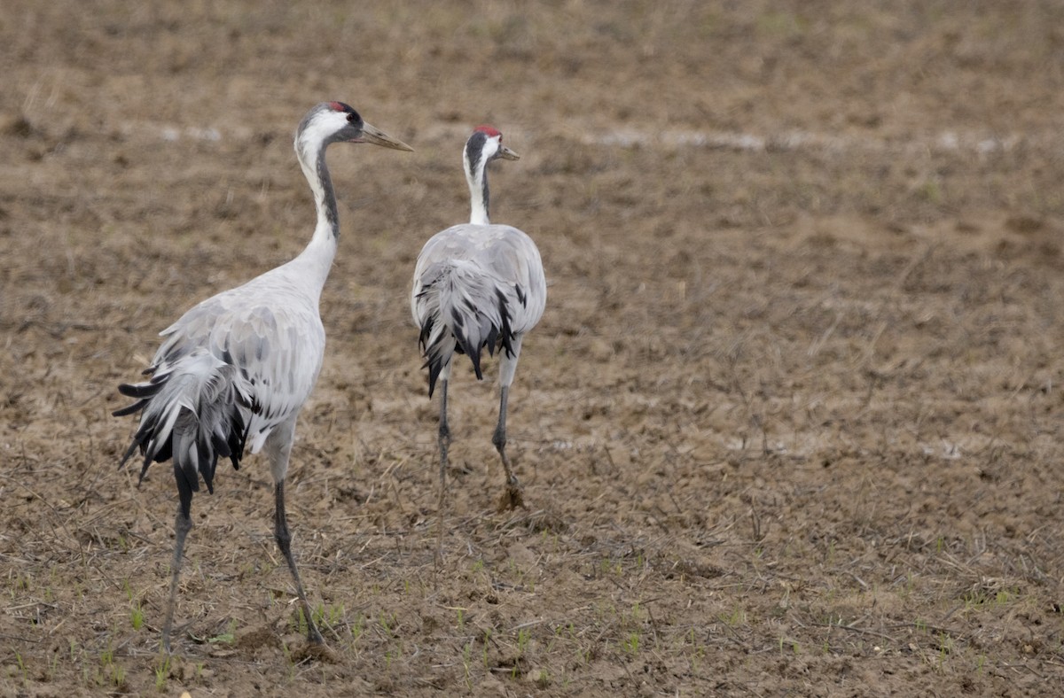 クロヅル - ML647557012