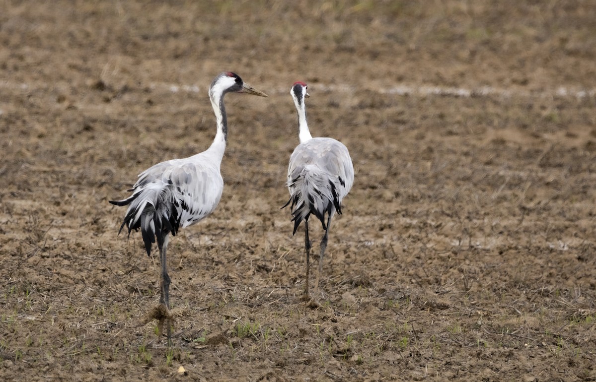 クロヅル - ML647557013