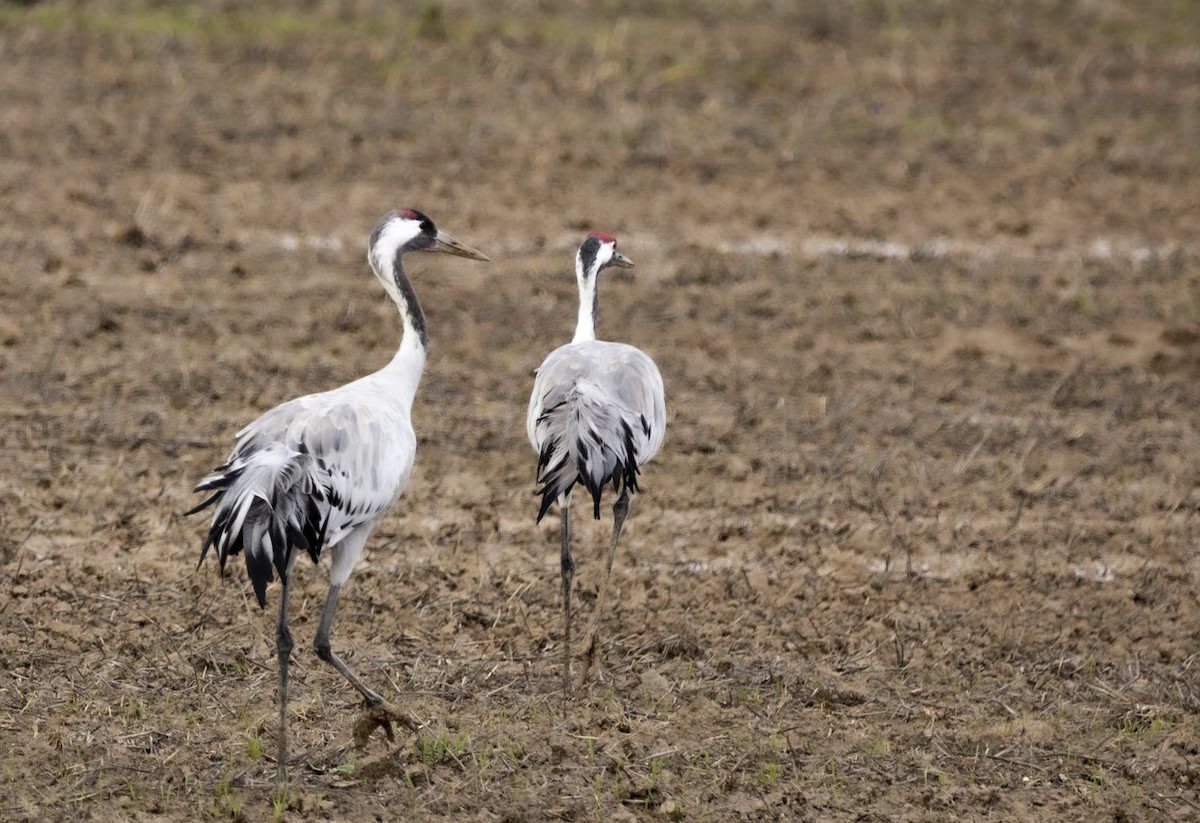 クロヅル - ML647557014