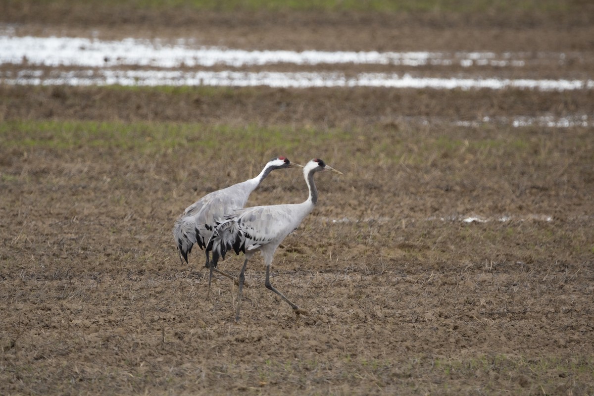 クロヅル - ML647557015