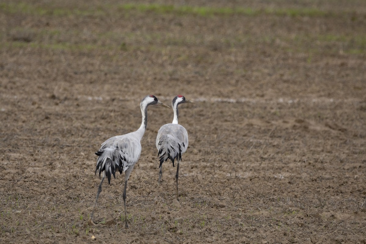 クロヅル - ML647557016