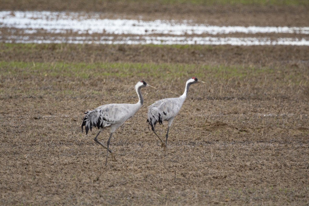 クロヅル - ML647557017