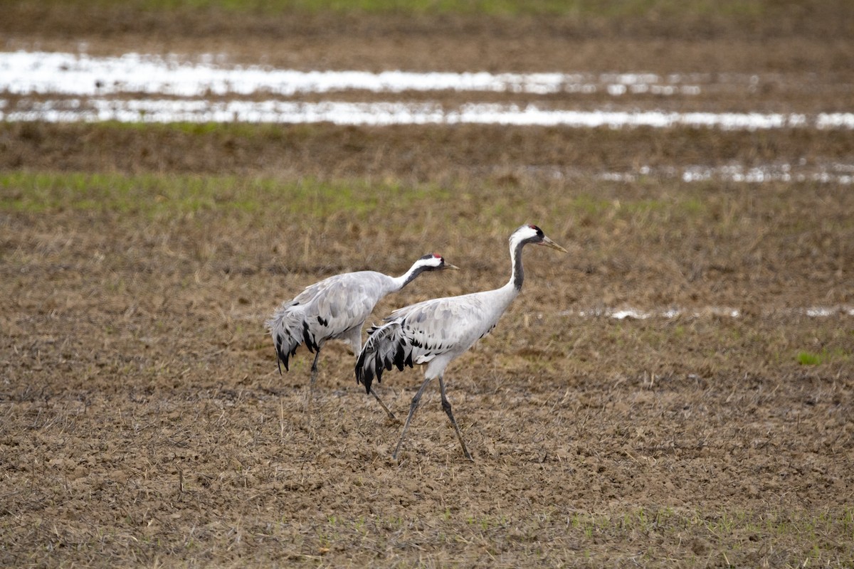 クロヅル - ML647557018