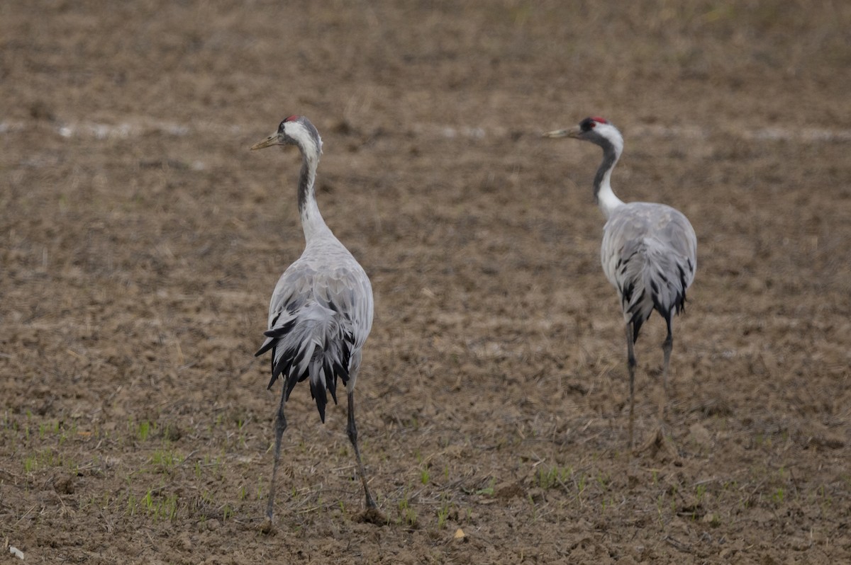 クロヅル - ML647557019