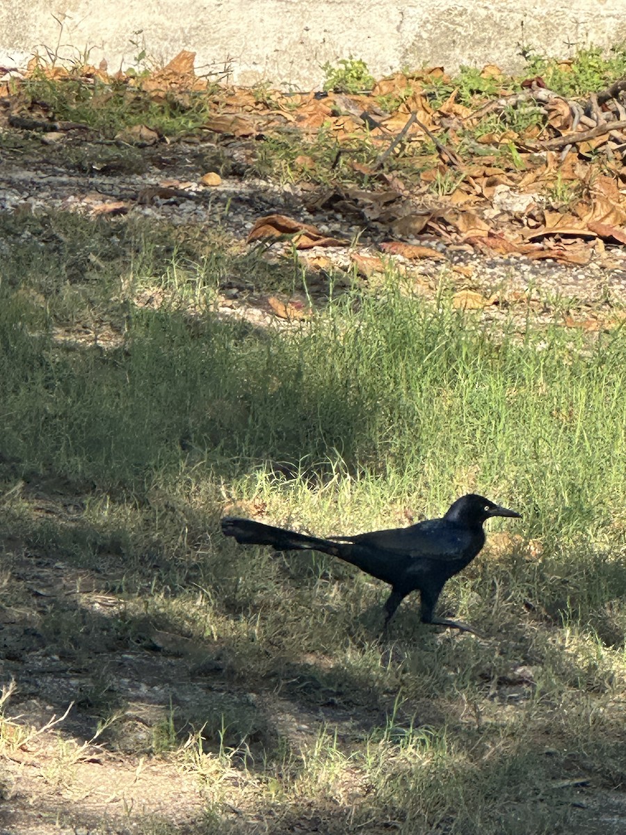 オナガクロムクドリモドキ - ML647557021