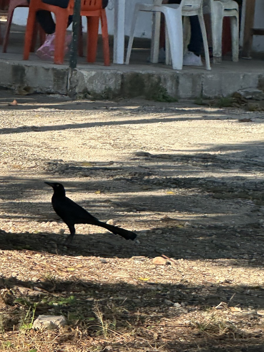 オナガクロムクドリモドキ - ML647557022