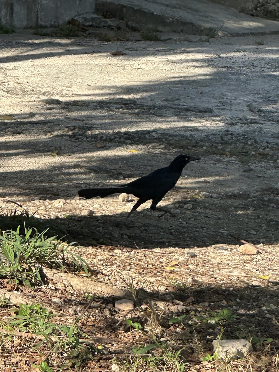 オナガクロムクドリモドキ - ML647557023