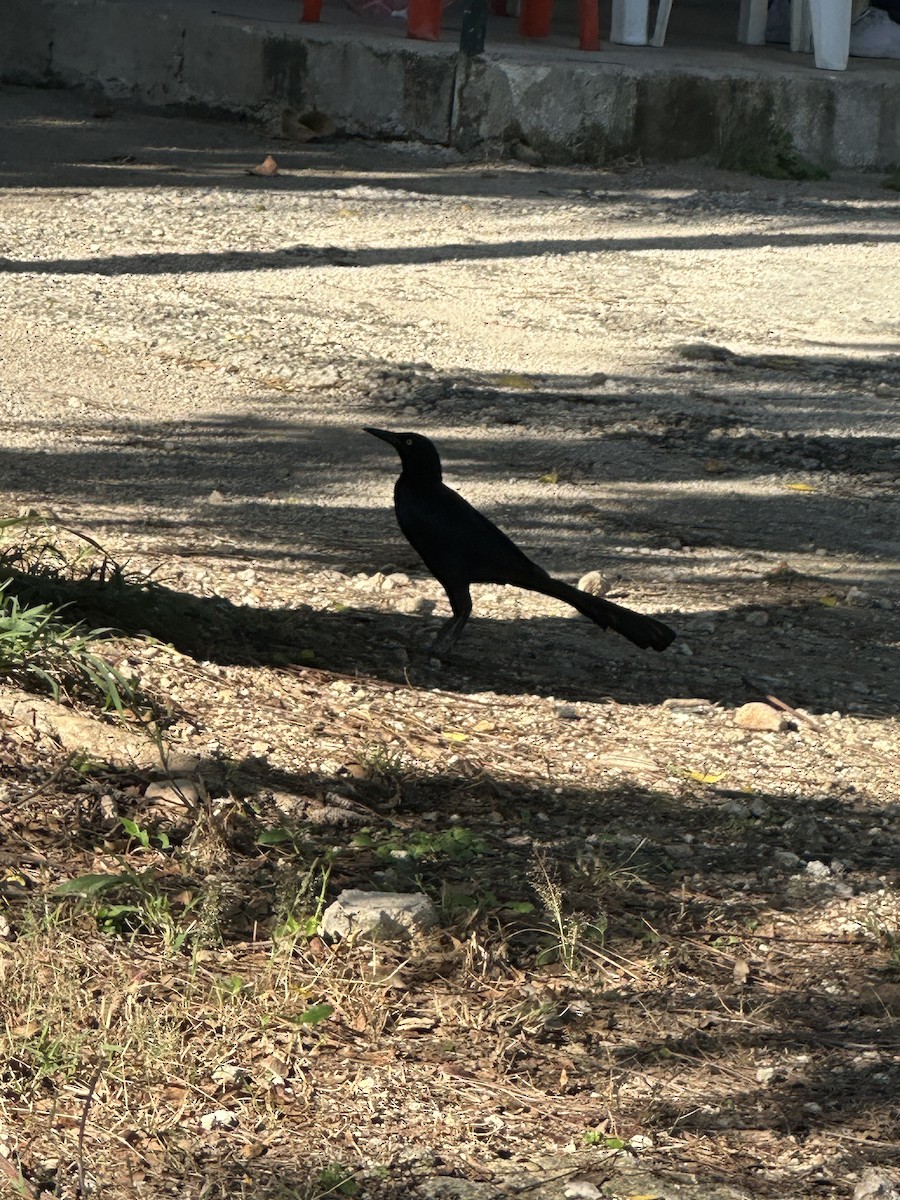 オナガクロムクドリモドキ - ML647557024