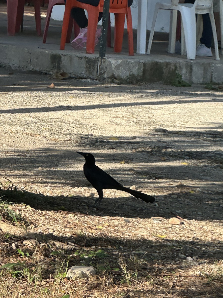 オナガクロムクドリモドキ - ML647557025